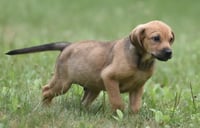 Waylon - Photo 9