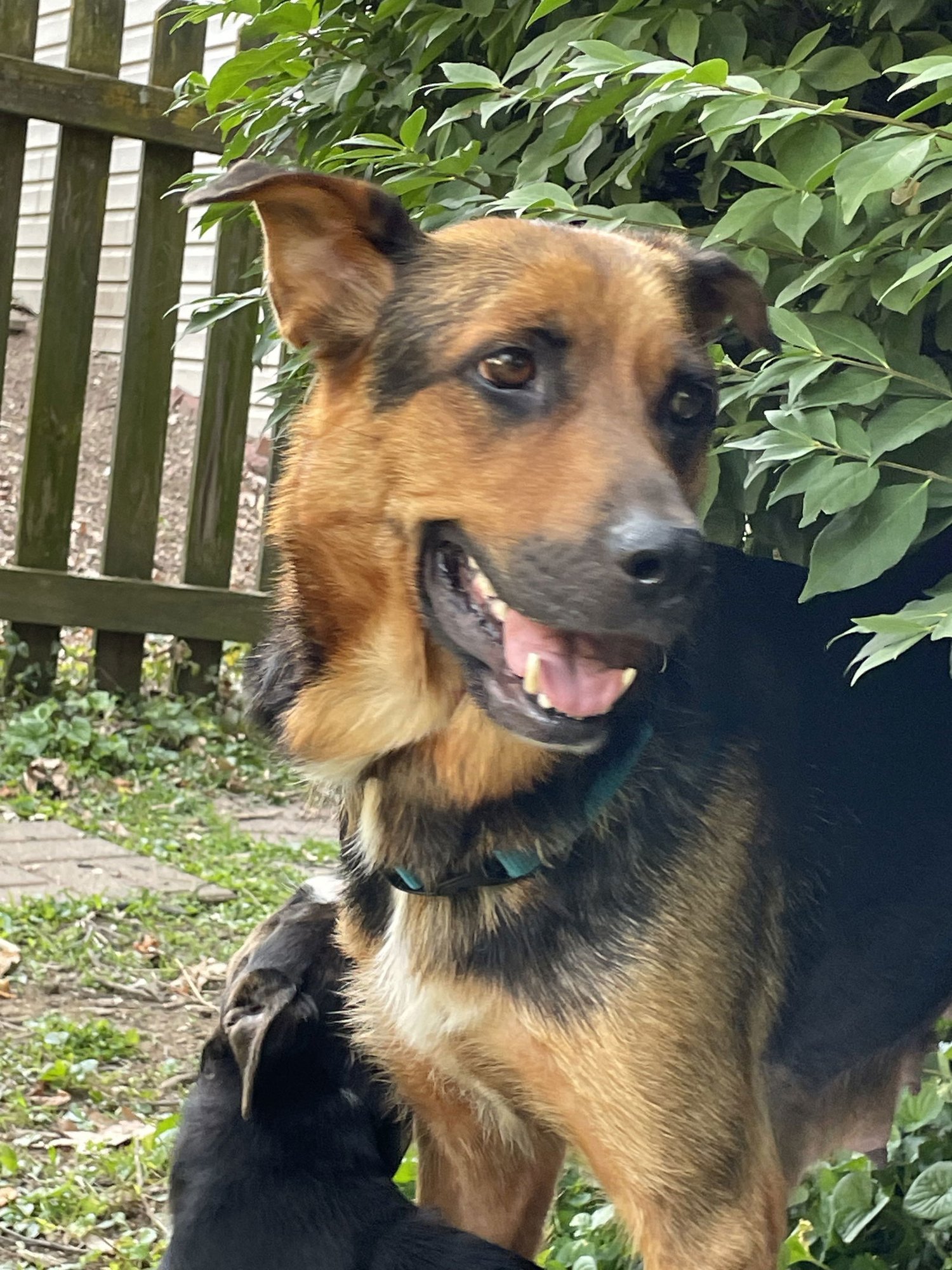 ***LULU*** - German Shepherd Dog available for adoption