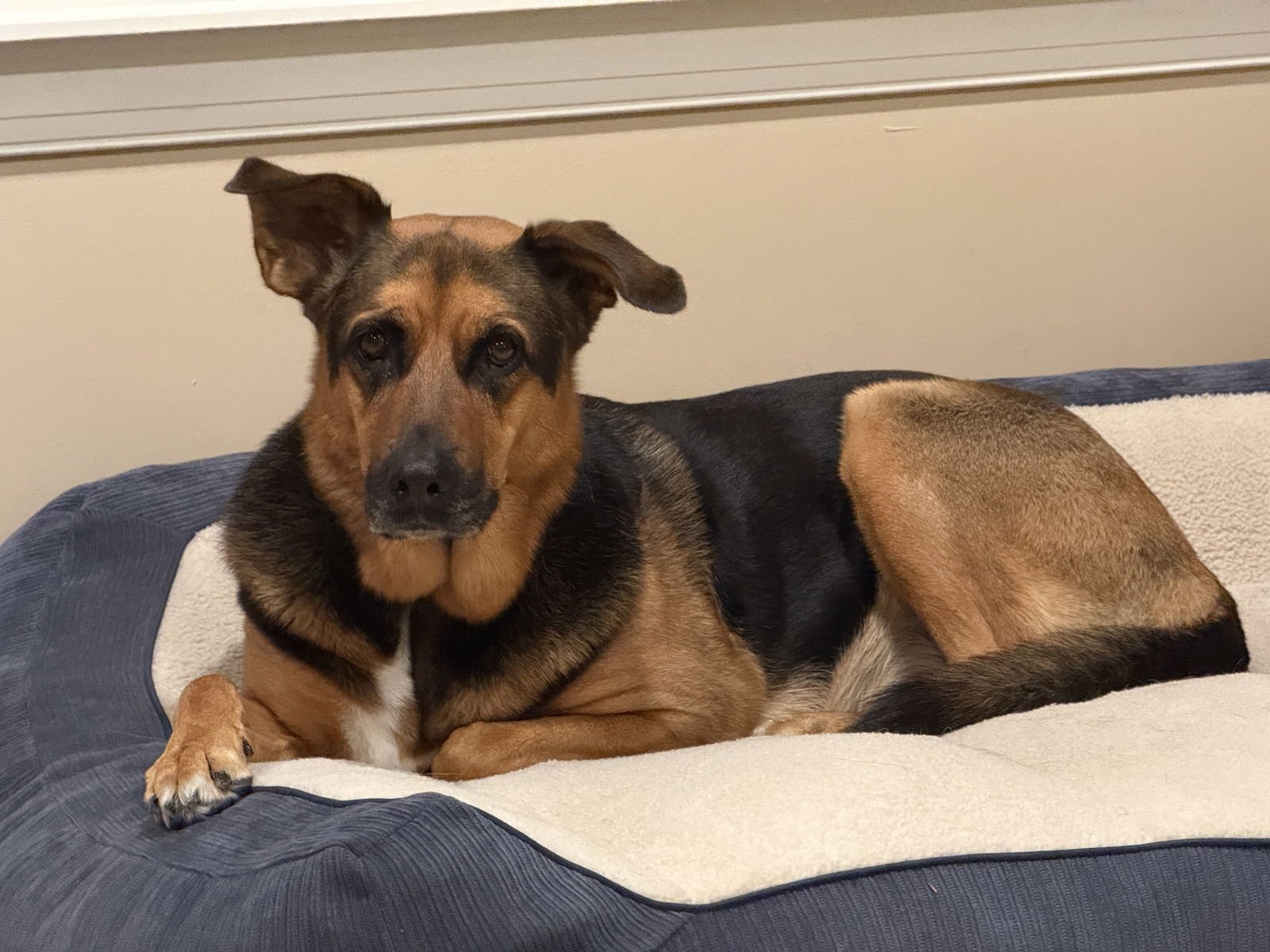 ***LULU*** - German Shepherd Dog available for adoption