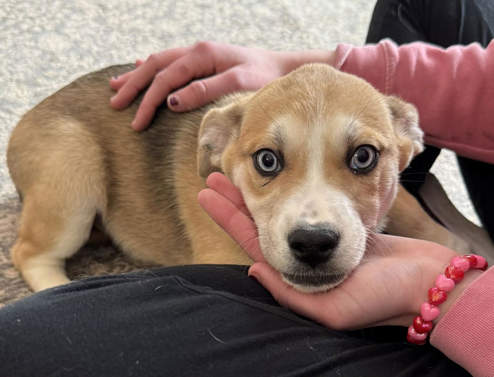 SOPHIE - Husky / Labrador Retriever available for adoption