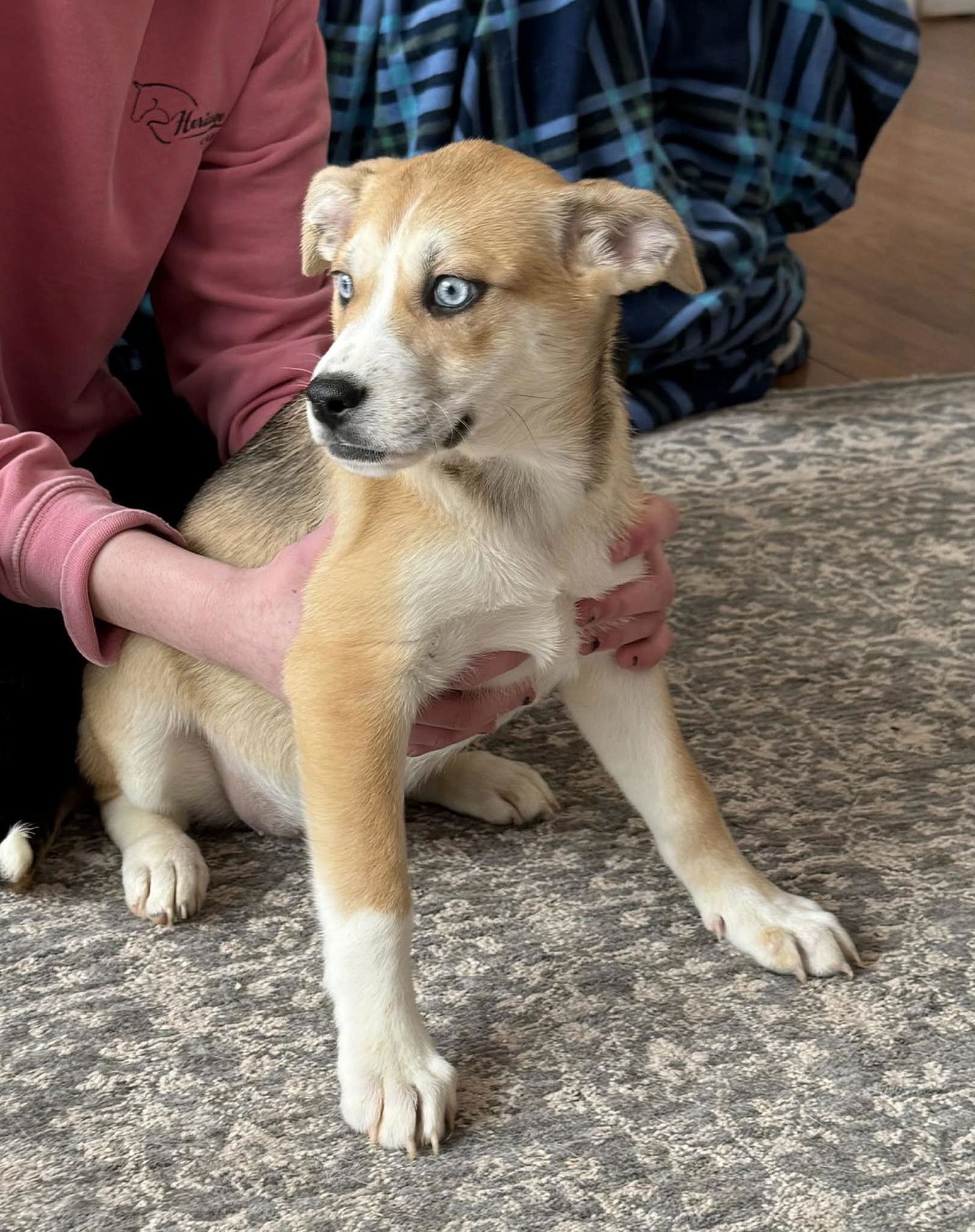 SOPHIE - Husky / Labrador Retriever available for adoption