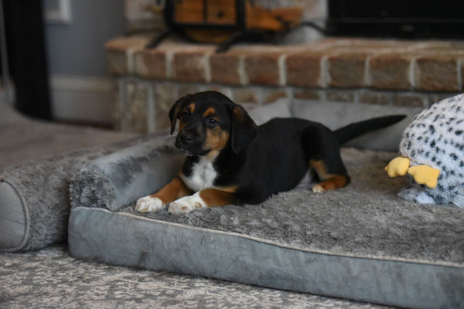 PATTON - Beagle / Border Collie available for adoption