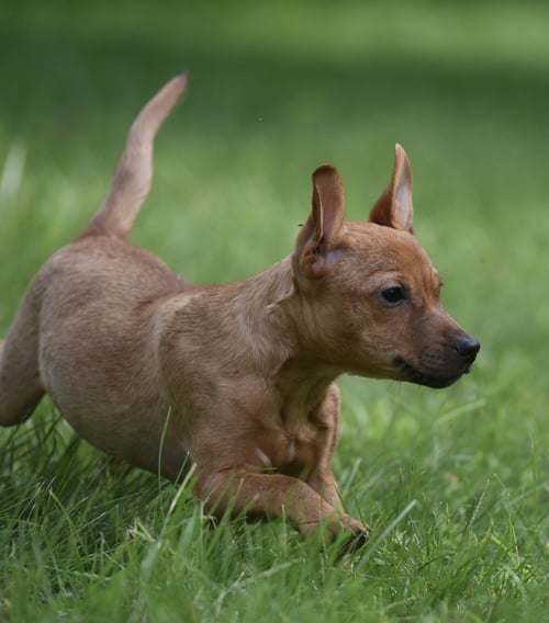 NYLA - Dachshund / Chihuahua for adoption in Harrisburg