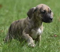 Sully - Photo 3