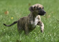 Sully - Photo 10