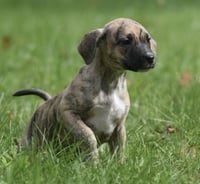 Sully - Photo 2