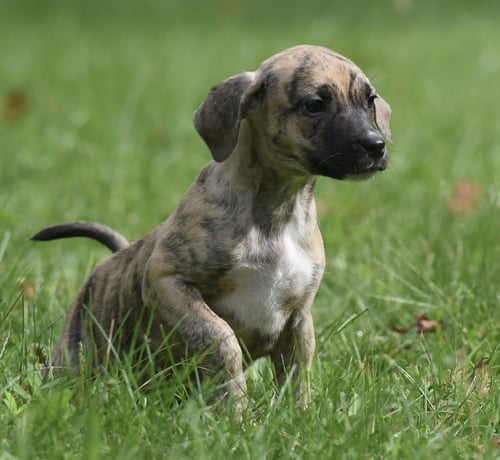 SULLY - Terrier / Boxer available for adoption