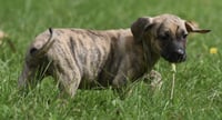 Sully - Photo 9