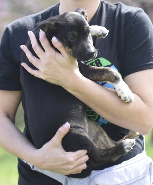 CAMILA - Australian Shepherd / Chihuahua available for adoption