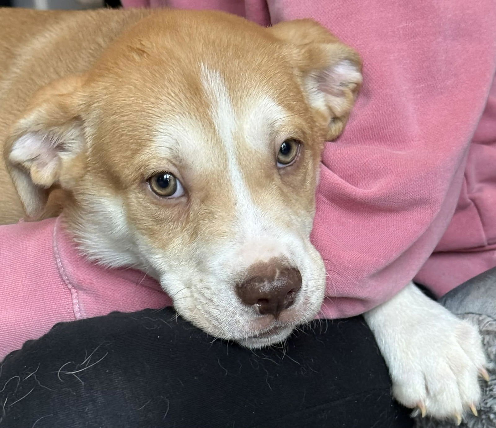 SAWYER - Husky / Labrador Retriever available for adoption