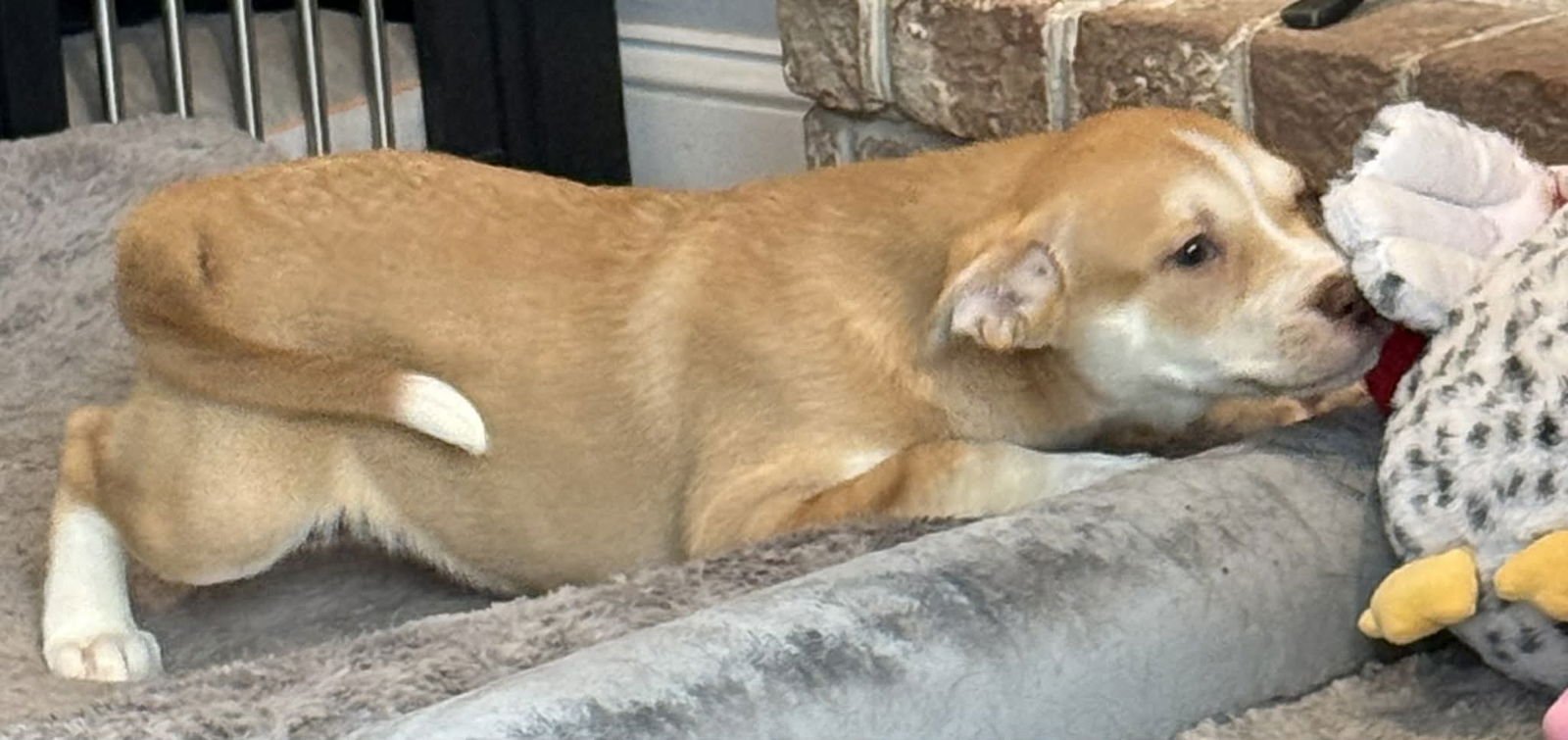 SAWYER - Husky / Labrador Retriever available for adoption