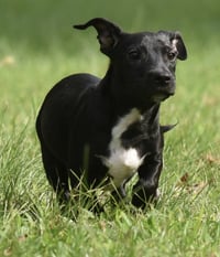 Nicco - Photo 9
