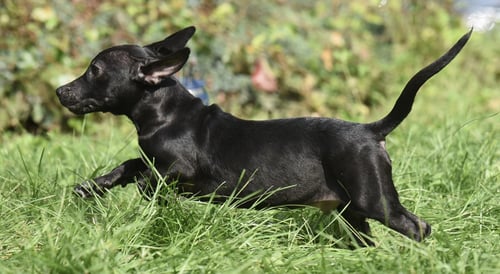 NICCO - Dachshund / Chihuahua available for adoption
