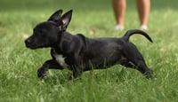 Nicco - Photo 3