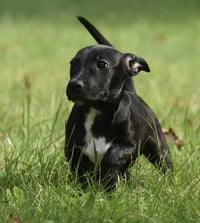 Nicco - Photo 8