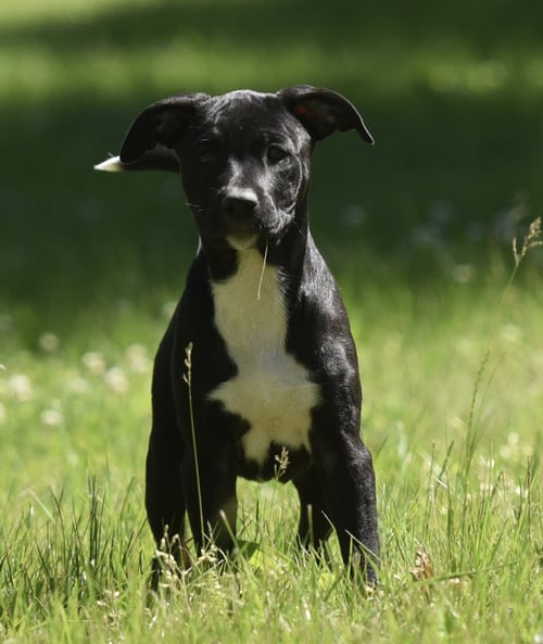 RIVER - German Shepherd Dog / Labrador Retriever for adoption in Harrisburg