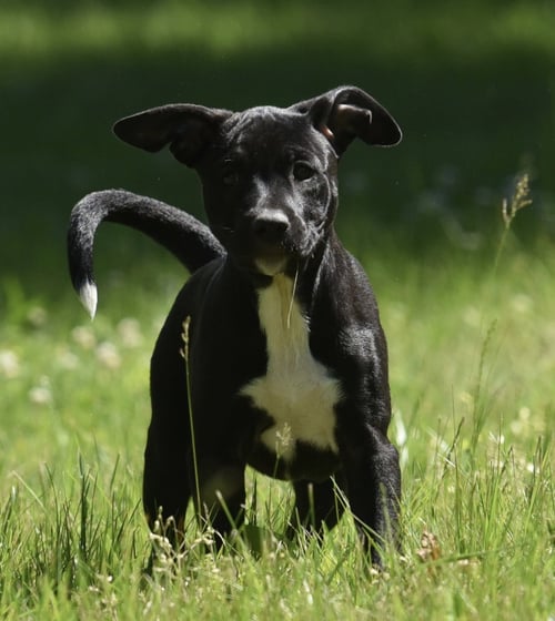 RIVER - German Shepherd Dog / Labrador Retriever available for adoption