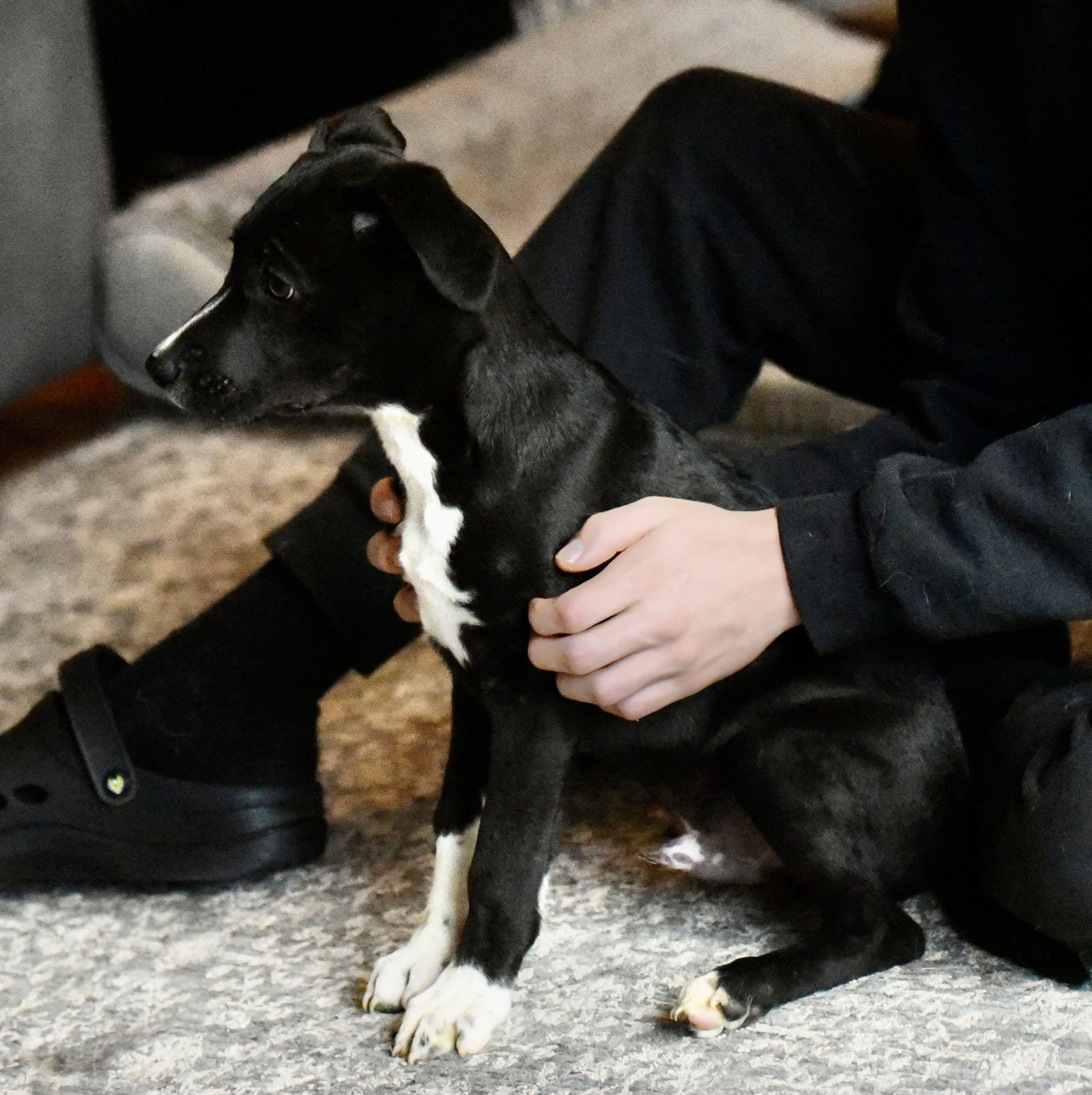 JACKSON - Black Labrador Retriever / Hound available for adoption