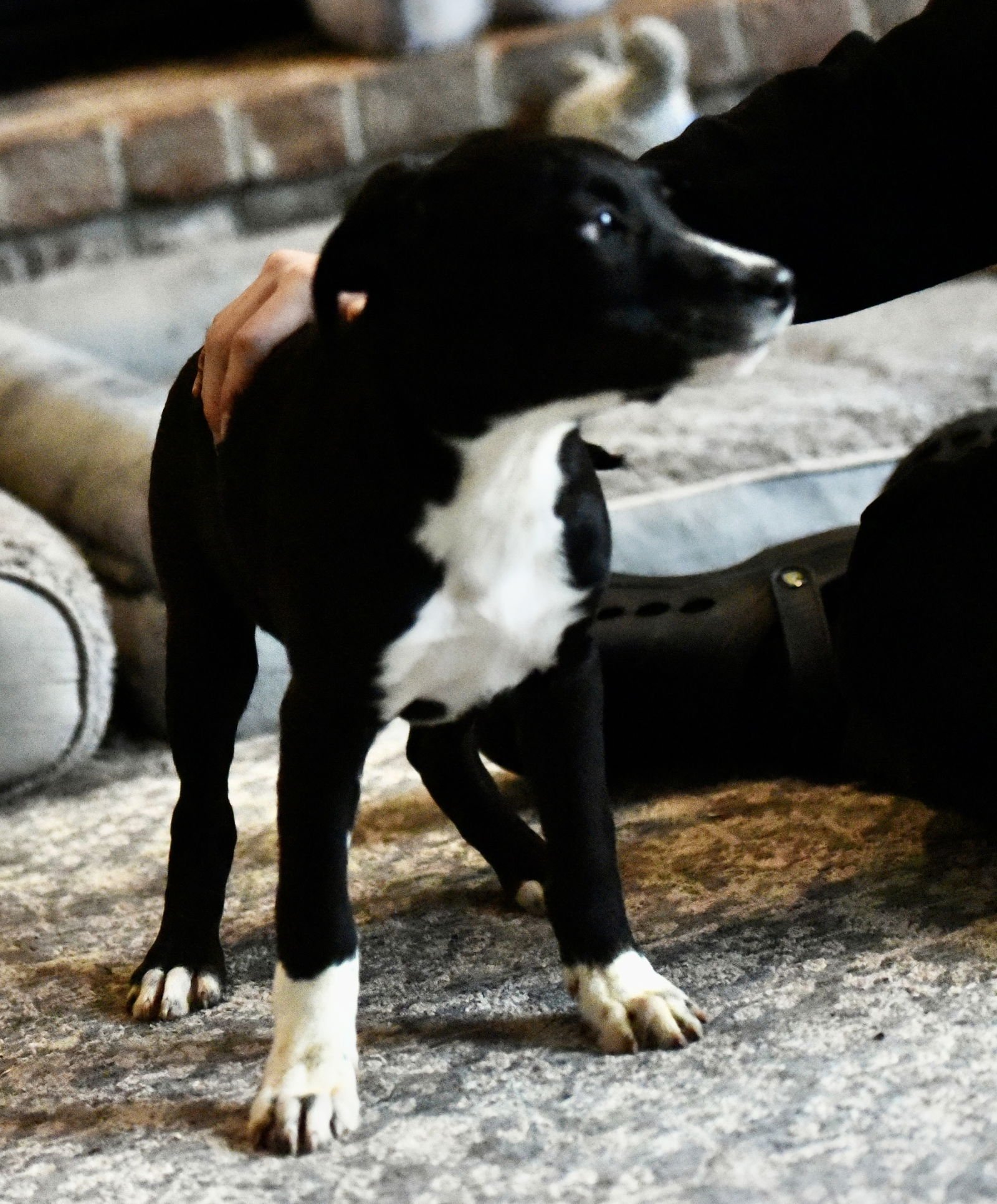JACKSON - Black Labrador Retriever / Hound available for adoption