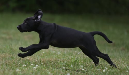 NEVEAH - Labrador Retriever / Hound for adoption in Harrisburg