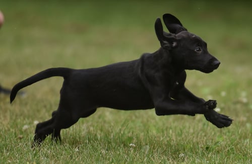 NEVEAH - Labrador Retriever / Hound available for adoption