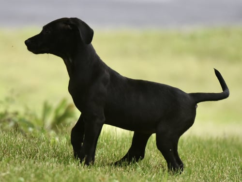 NICOLENE - Labrador Retriever / Hound for adoption in Harrisburg