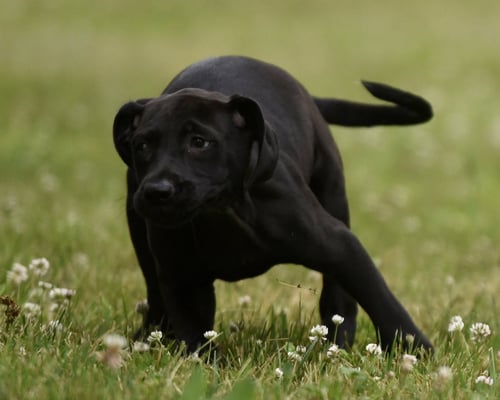 NICOLENE - Labrador Retriever / Hound available for adoption