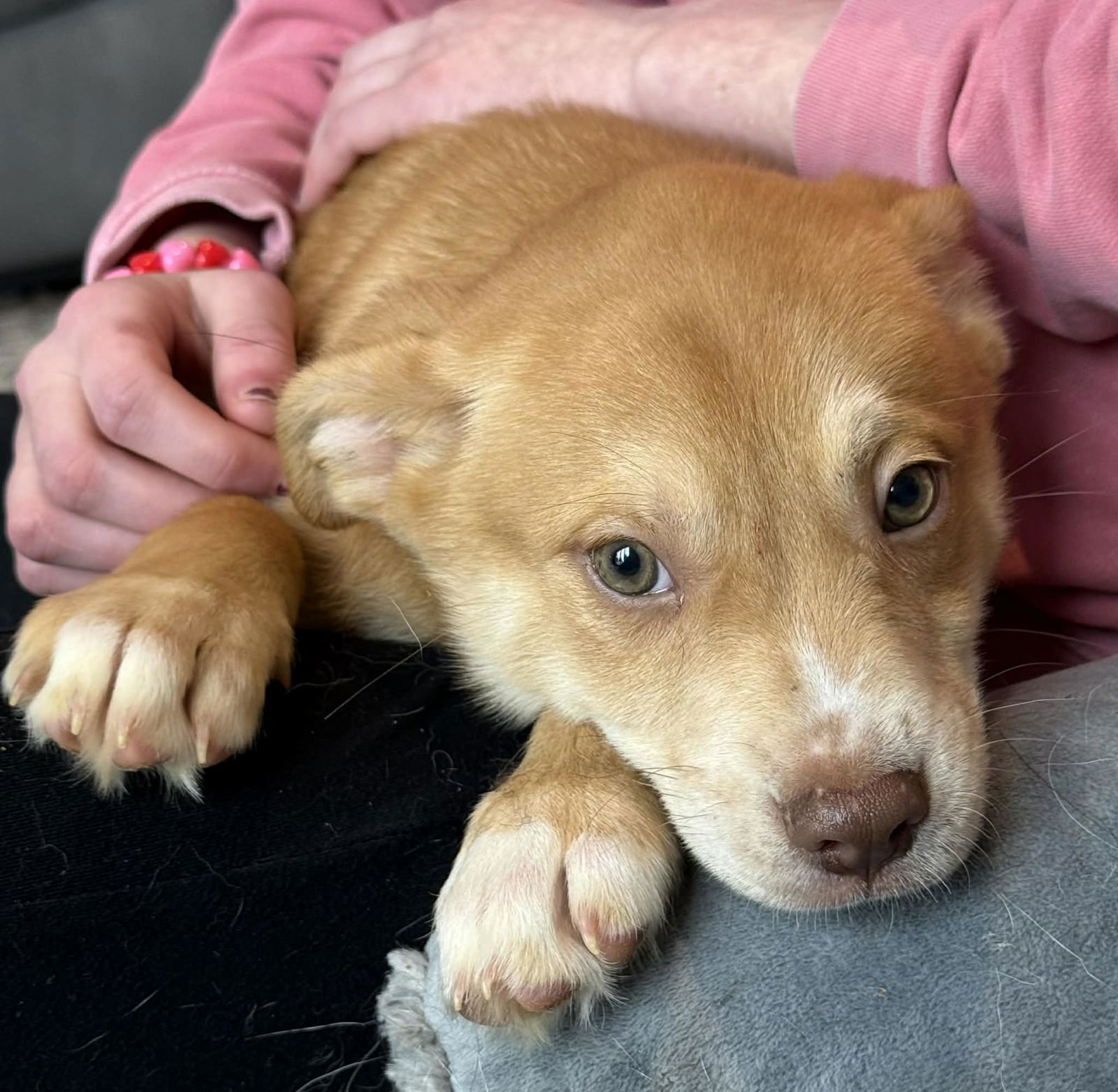 SCHNEIDER - Husky / Labrador Retriever available for adoption