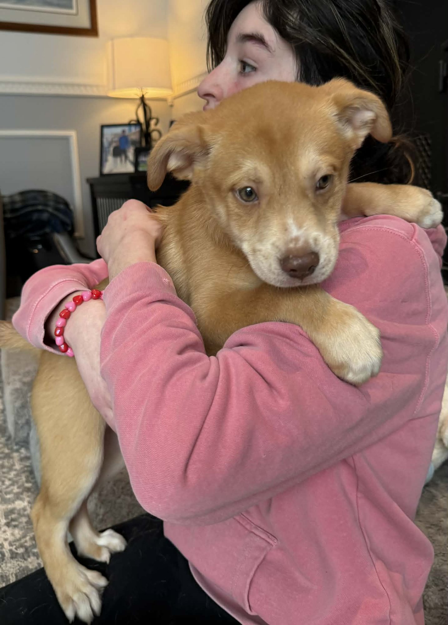 SCHNEIDER - Husky / Labrador Retriever available for adoption