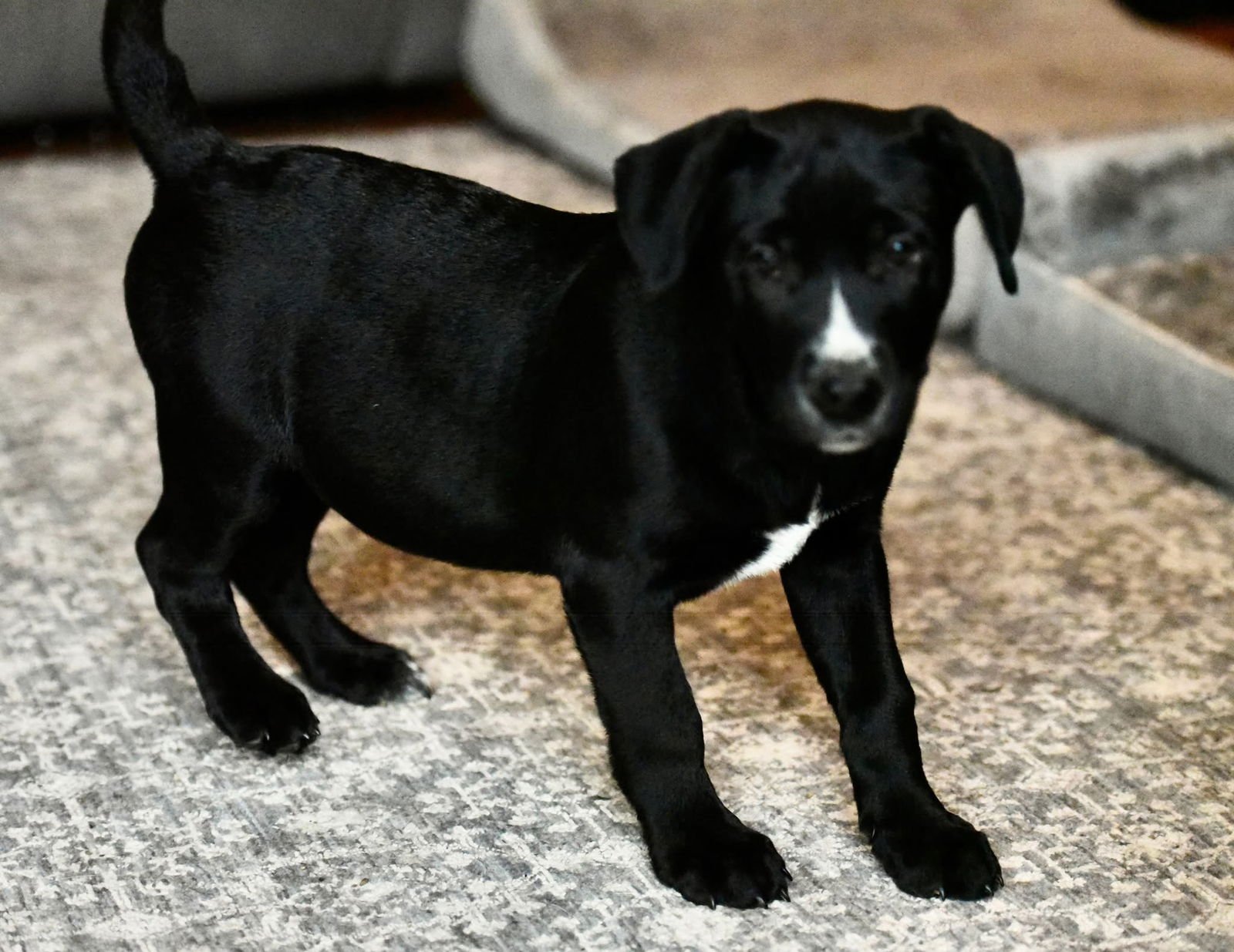 DALTON - American Bulldog / Labrador Retriever available for adoption