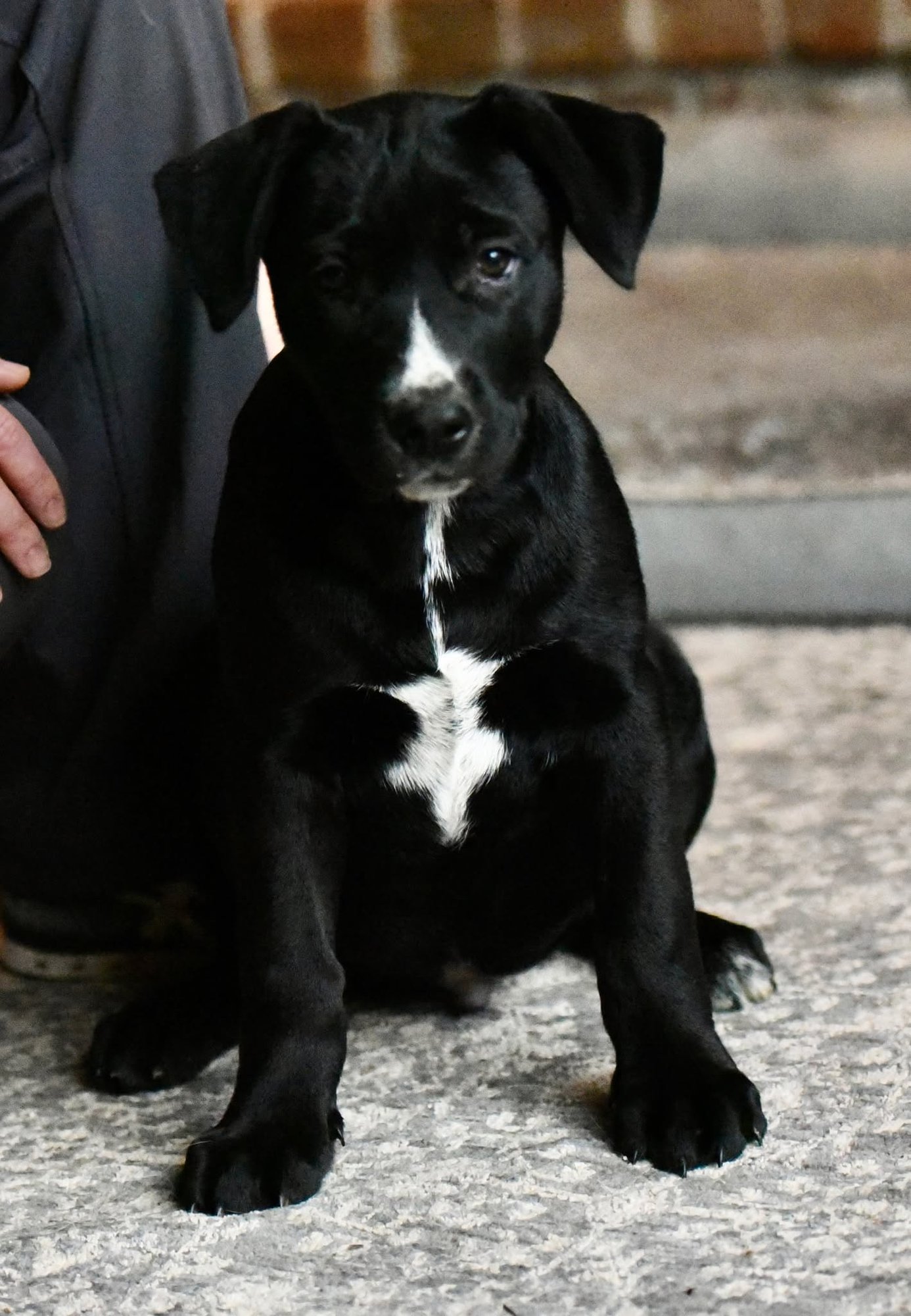 DALTON - American Bulldog / Labrador Retriever available for adoption