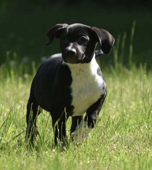 OAKLEY - German Shepherd Dog / Rottweiler available for adoption