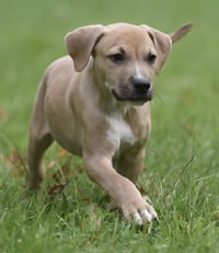 Shiloh - Photo 4