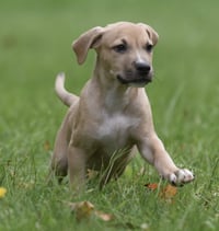 Shiloh - Photo 6