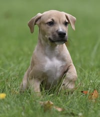 Shiloh - Photo 7