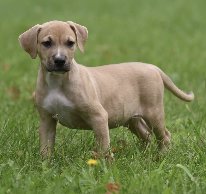 Shiloh Image