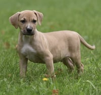 Shiloh - Photo 1