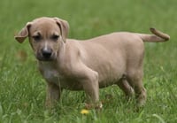 Shiloh - Photo 2