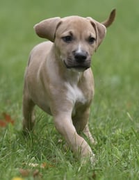 Shiloh - Photo 3