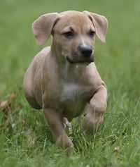 Shiloh - Photo 5
