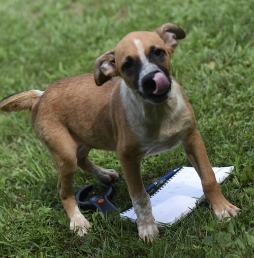 URBAN - Hound / Shepherd available for adoption
