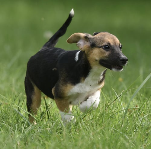 RYLAN - Shepherd / Australian Cattle Dog/Blue Heeler for adoption in Harrisburg