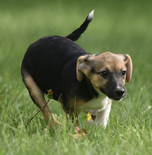 RYLAN - Shepherd / Australian Cattle Dog/Blue Heeler available for adoption