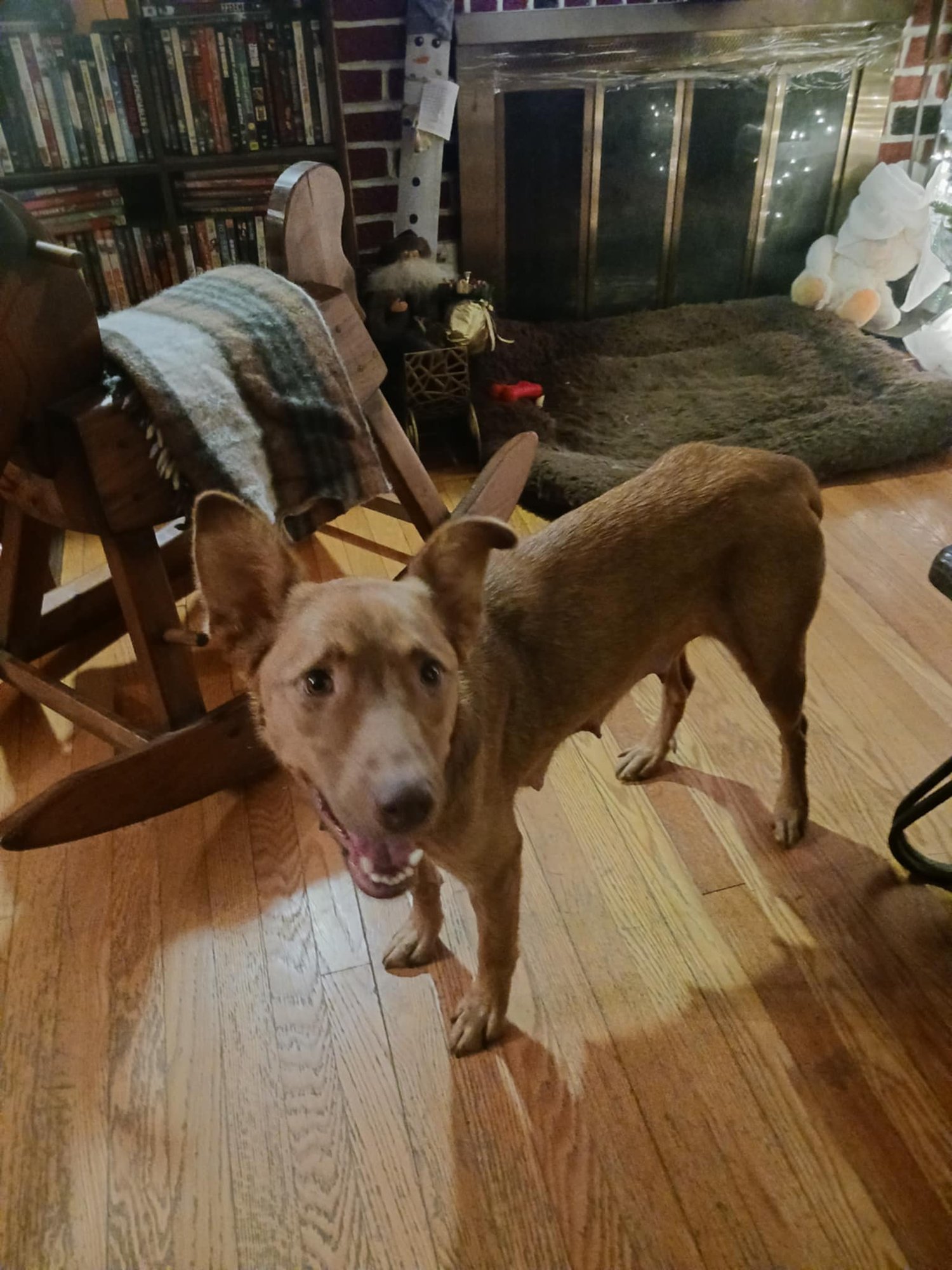 ZOIE - Australian Shepherd available for adoption