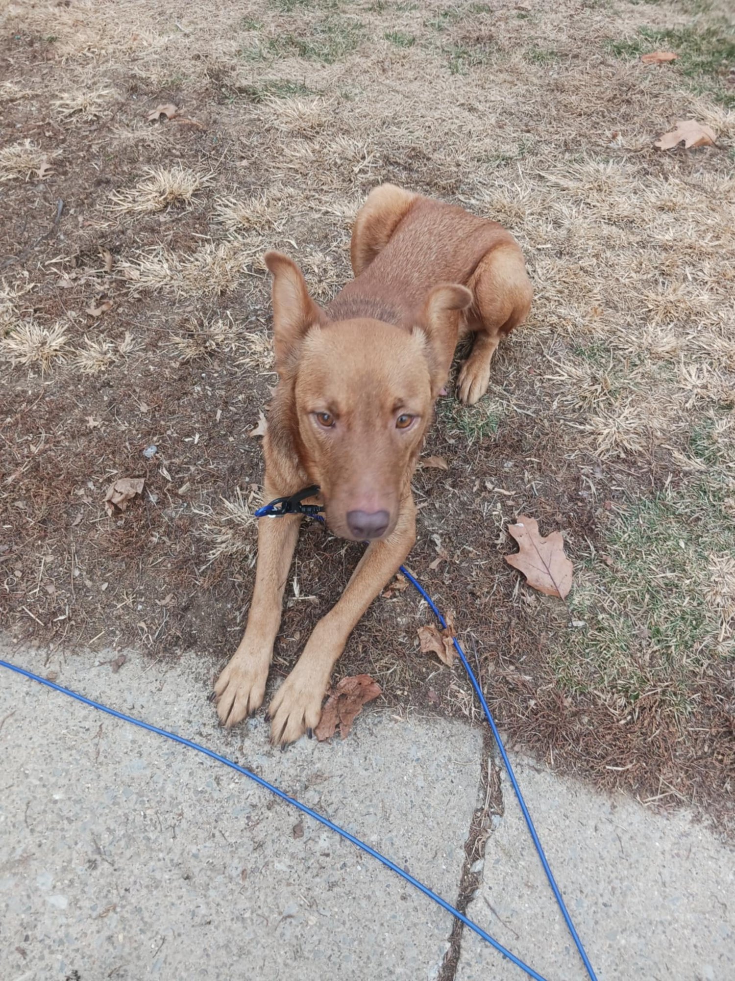 ZOIE - Australian Shepherd available for adoption