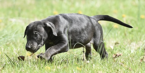 POLO - Pit Bull Terrier for adoption in Harrisburg