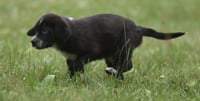 Willy - Photo 1