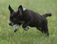 Willy - Photo 2