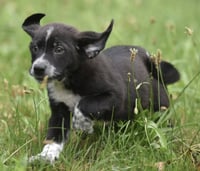 Willy - Photo 3
