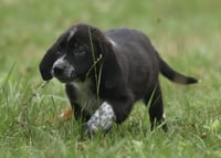 Willy - Photo 4